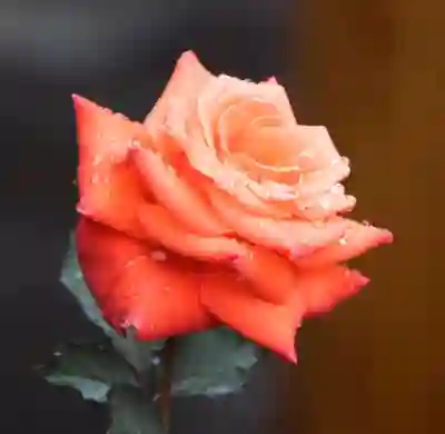 카카오톡 미리보기 설정하는 꿀팁 알아보자