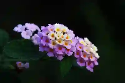갤럭시 그림자 지우기 위한 AI지우개 업데이트 방법 알아보자